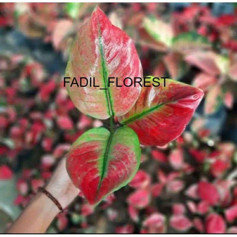 Tanaman hias aglonema AYUNINDI//Baby aglonema Ayunindi