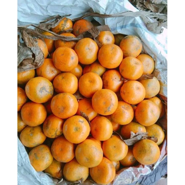 

jeruk manis tanah karo