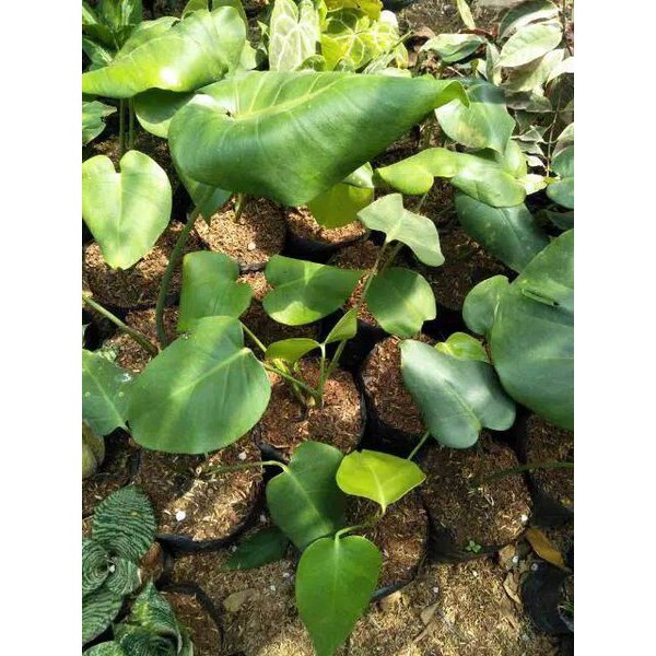 Tanaman Daun Monstera - Philodendron Monstera - Bibit Bunga Hidup - TitipBibit