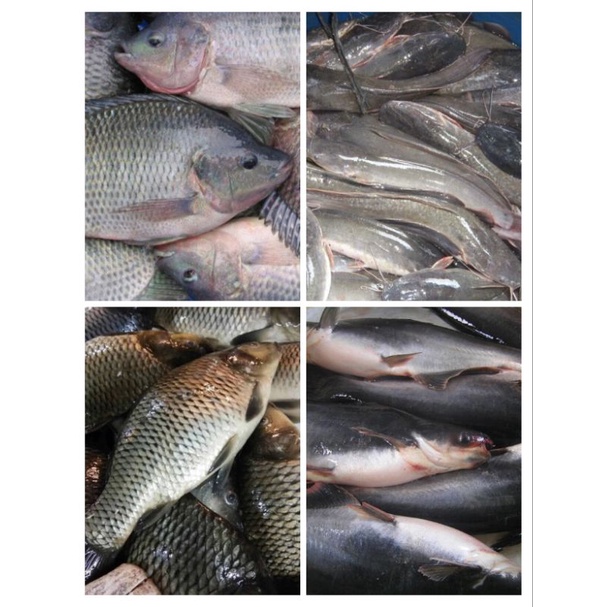 

Ikan Lele / Ikan Nila Merah / Ikan Mas / Ikan Patin