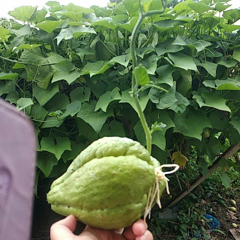 bibit labu Siam/ jipang