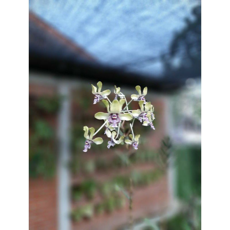 Anggrek Besi sp Papua Violaceoflavens