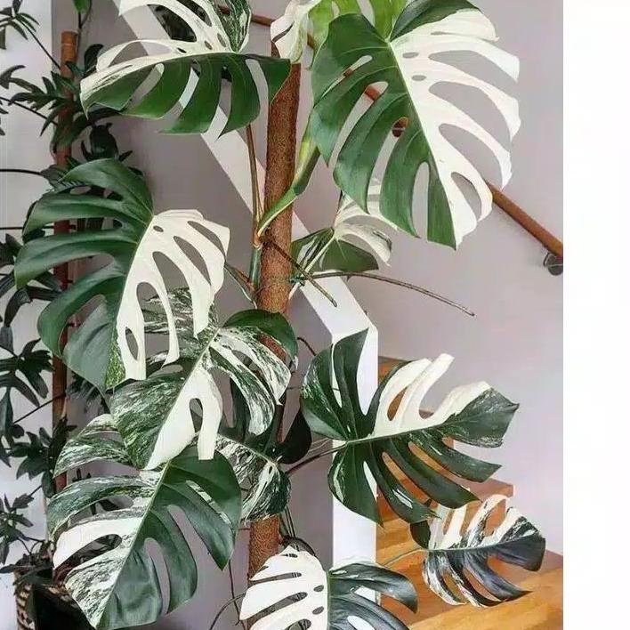 ☆ bonggol monstera king varigata ✬