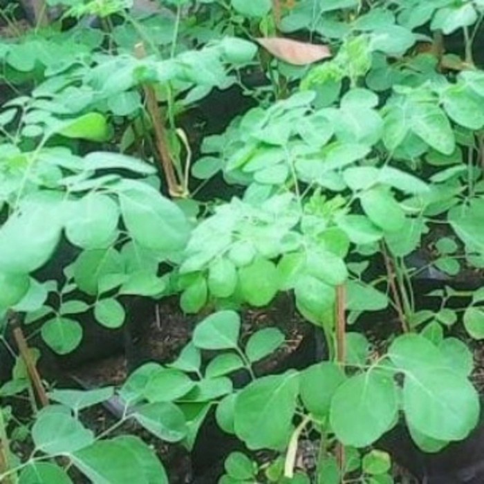 bibit pohon kelor,bibit kelor ditanam dari biji buah kelor sukses