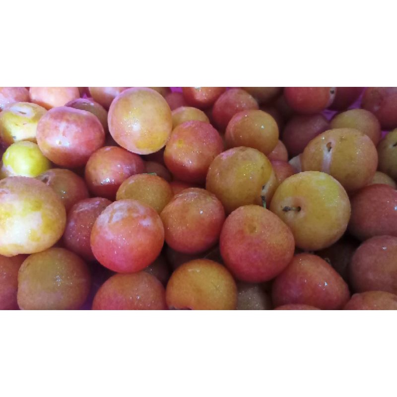 

Big sun plum Australia