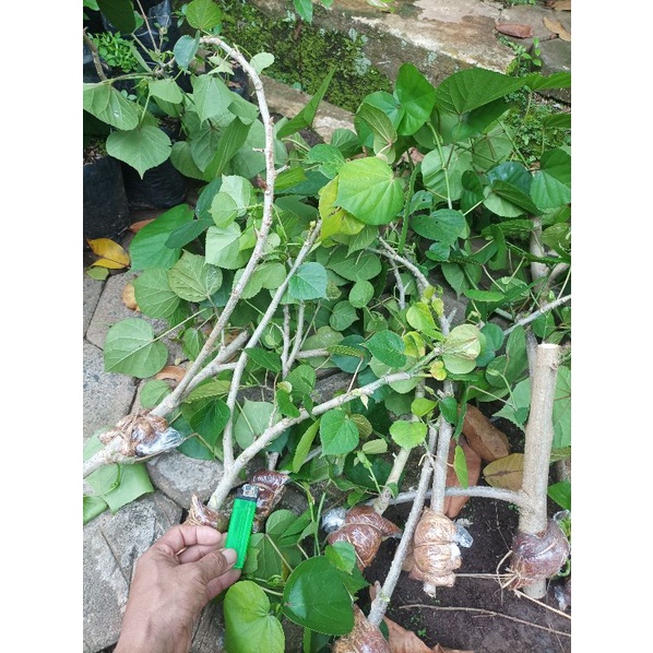 CANGKOKAN WARU THAILAND BAHAN BONSAI AKAR GONDRONG