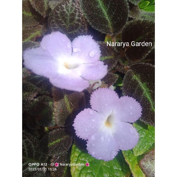 Episcia Chocolate velour bunga ungu