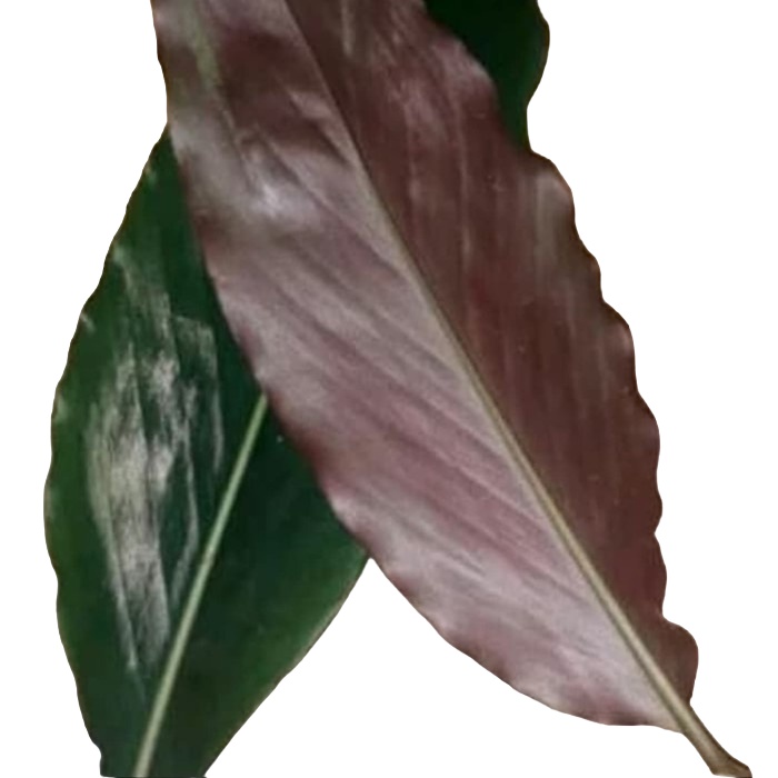 

Murah Daun kecombrang Perlembar Segar Daun Honje Fresh