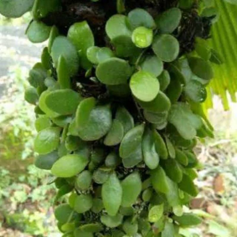 Daun sisik naga picisan segar 250 gram