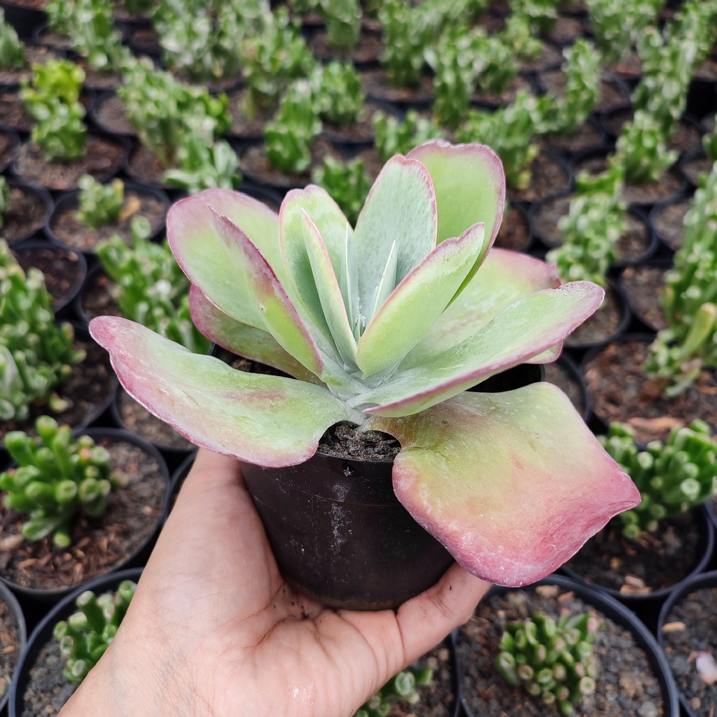 Kalanchoe Thyrsiflora | Desert Cabbage | Kupu Kupu | DP 10cm