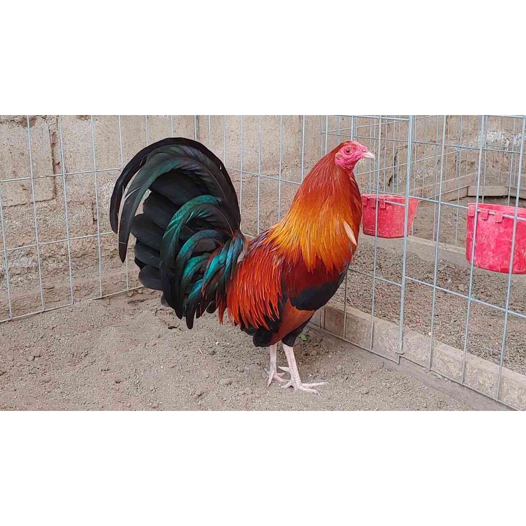 TELUR TETAS ASLI AYAM PHILIPIN