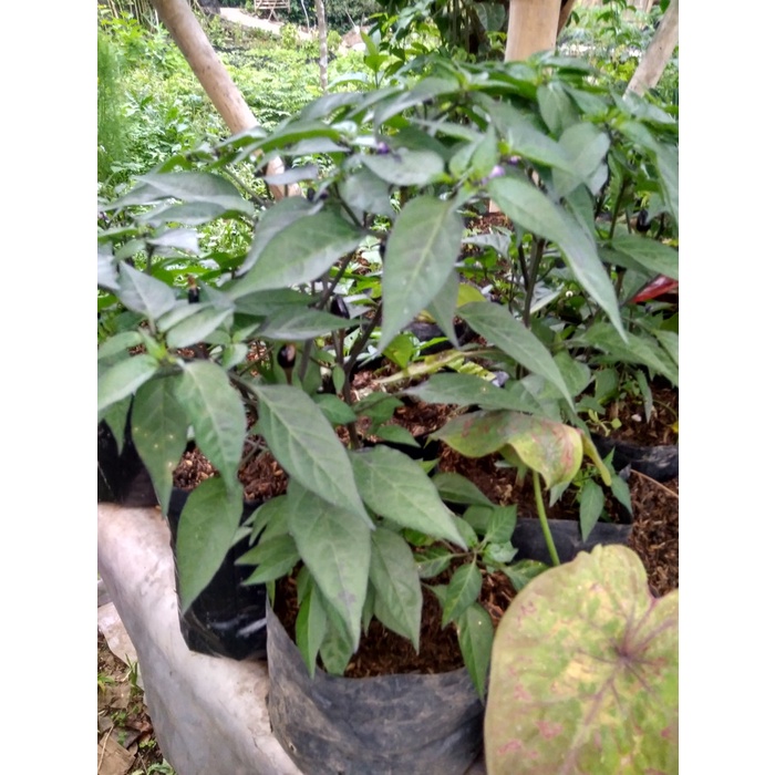 Bibit Pohon Cabai Rawit Ungu - Tanaman Hias Buah Cabe Hitam sukses