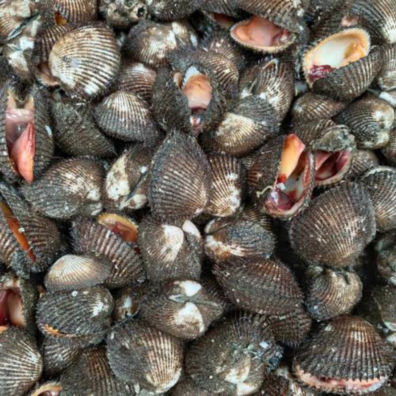 

Kerang Bulu Segar 1 kg (seafood segar)