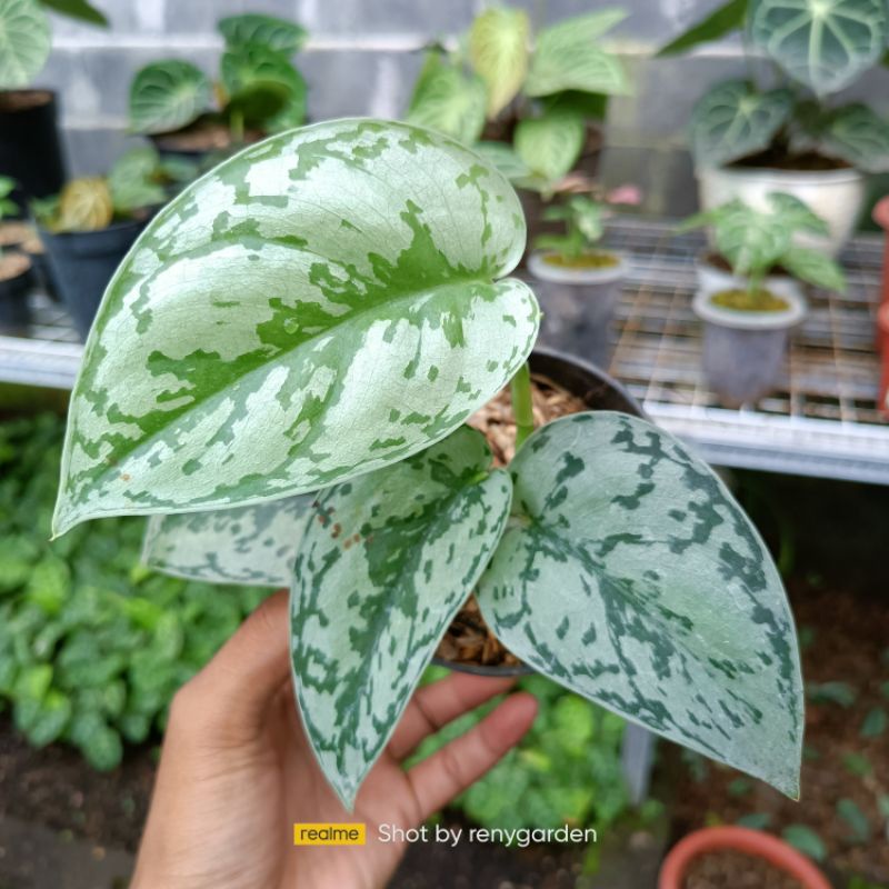 Jual Scindapsus Silver Lady Import Shopee Indonesia