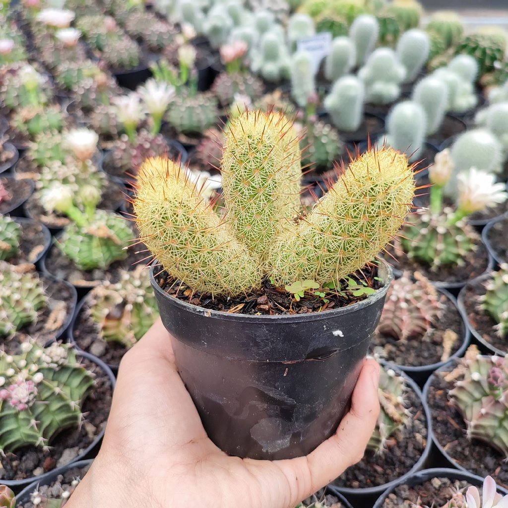 Mammillaria Elongata Yellow | D 10 Cm | Kaktus