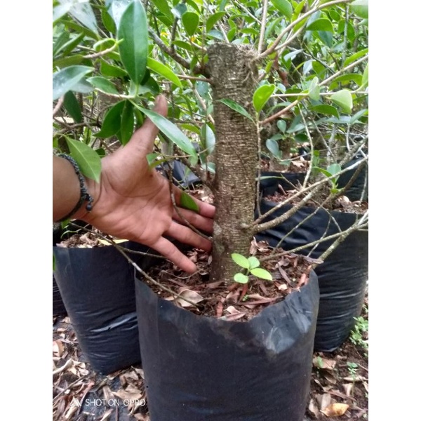 Bahan bonsai kimeng ukuran pergelangan untuk as tengah gabungan