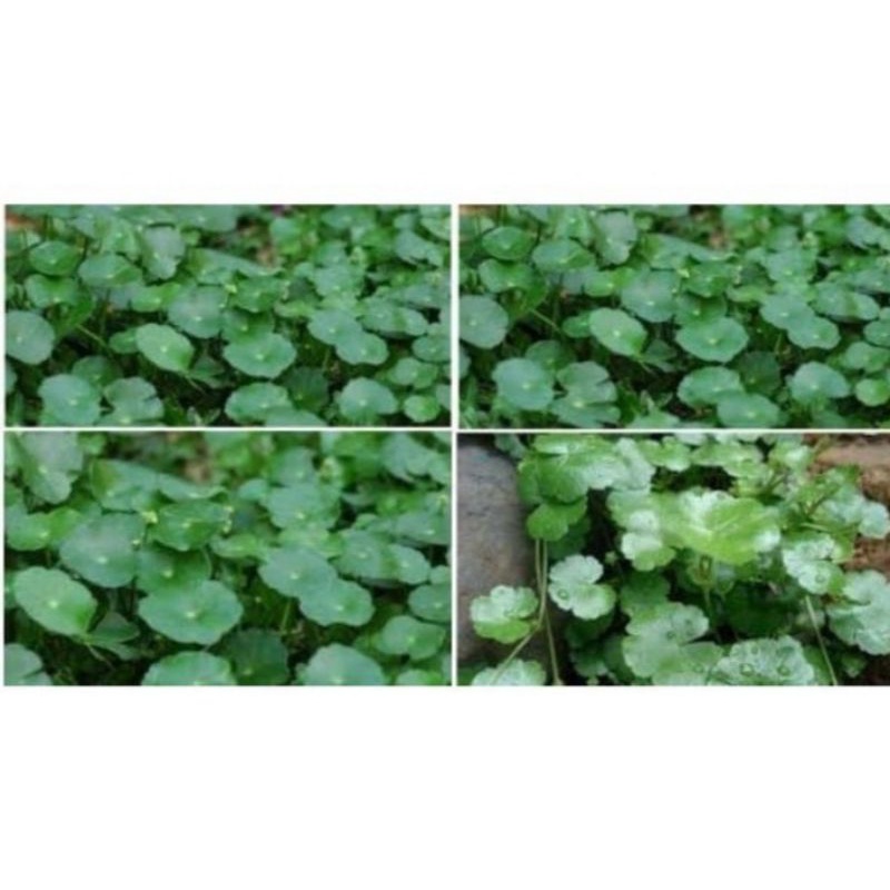 

Daun Semanggi Gunung Segar 700gr