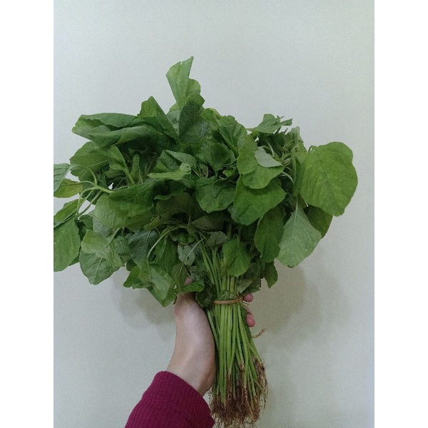 

Kangkung/Bayam/Pakcoy/Sawi Hijau