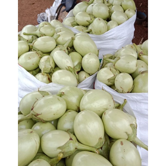 

terong lampung putih gurih manis 5kg