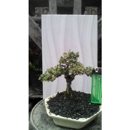 tanaman bonsai mini minimalis  - TitipBibit