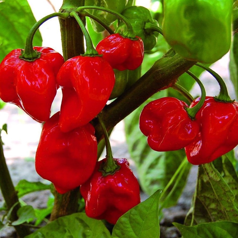 5 Biji Benih Cabe Habanero Merah Super Pedas Unggul Benih Sayuran Cabai Red Habanero Pepper Tanaman Sayur Hias Gendot Dieng