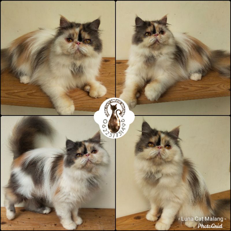 kucing persia peaknose