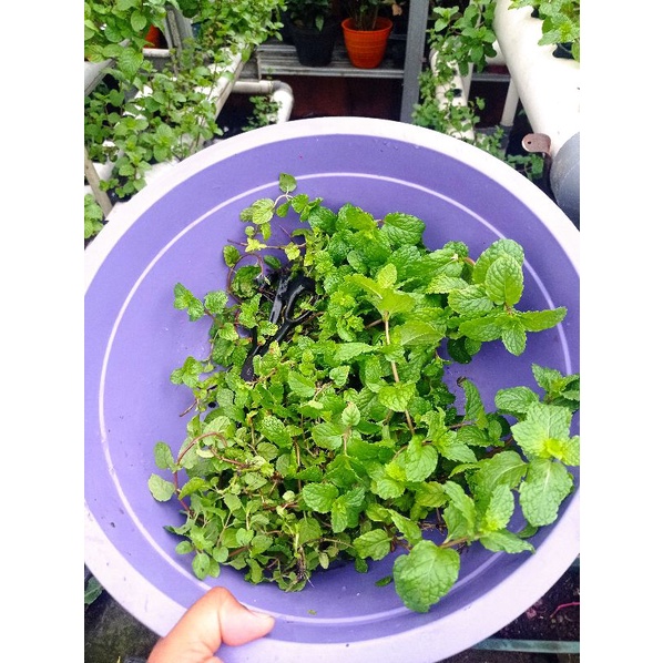 

Daun Mint Segar Fresh 250 Gram - Dipanen Saat Ada Orderan