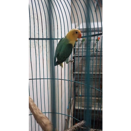 Lovebird Biola PB Paud