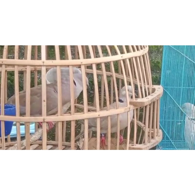 [Hasil Ladang] Burung Puter Pelung sepasang jantan betina khusus gojek
