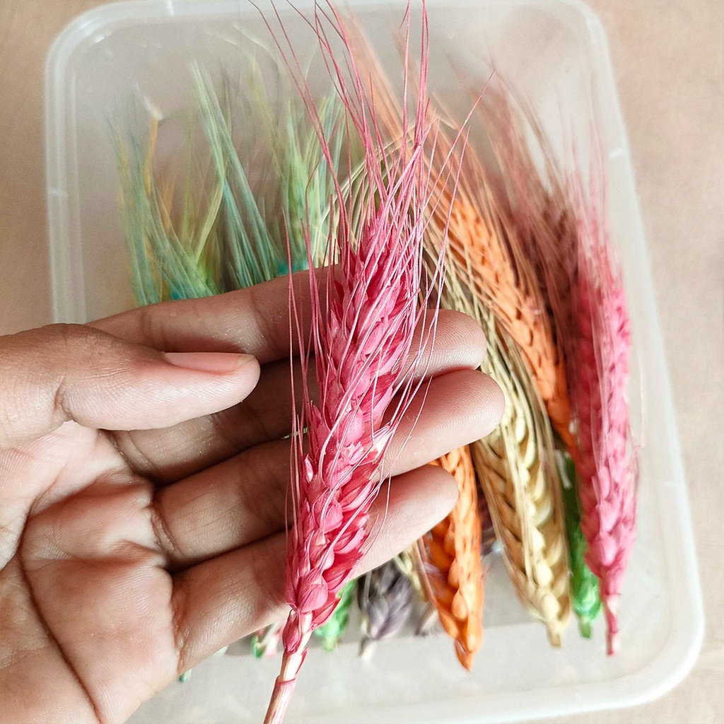 Dried Flower Preserved DIY Rainbow Wheat Bunga Kering Hias Dekorasi