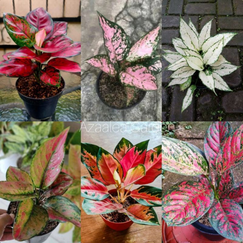 [COD] Aglonema jenis Paket Aglonema 6 Jenis Remaja Daun 5+6+7+8 Bonus Pupuk NPK