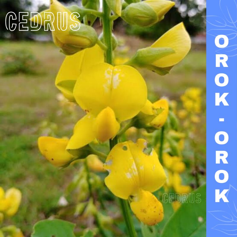 Benih Orok-orok (isi-10) - Biji Bibit