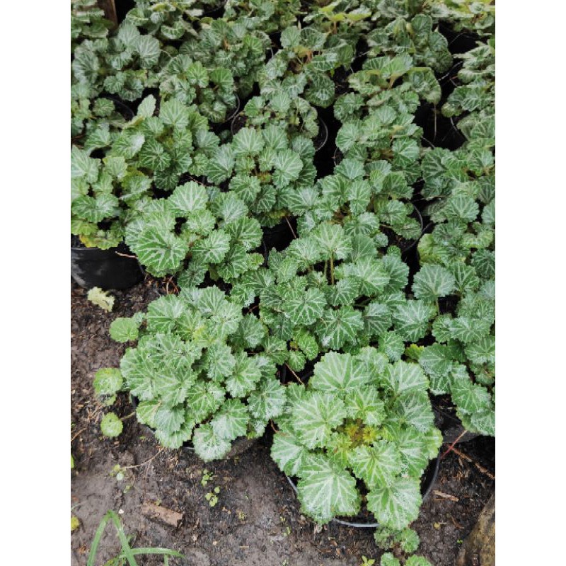 Tanaman Hias Begonia Kuping Macan / Begonia Melon - TitipBibit