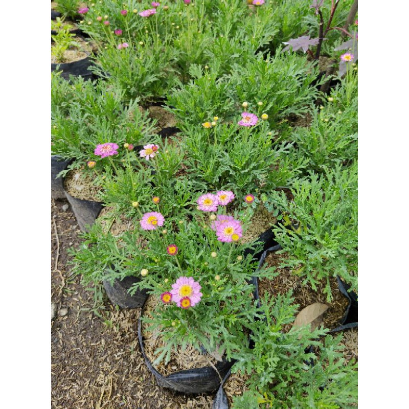 Tanaman Hias Kenikir Cosmos Daisy / Kenikir Pink Pohon Hidup - TitipBibit