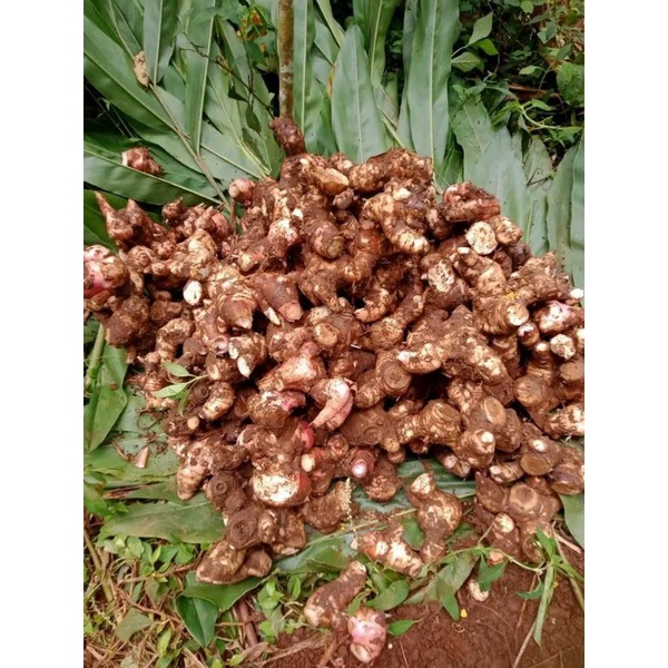 

kunir laos 500gram