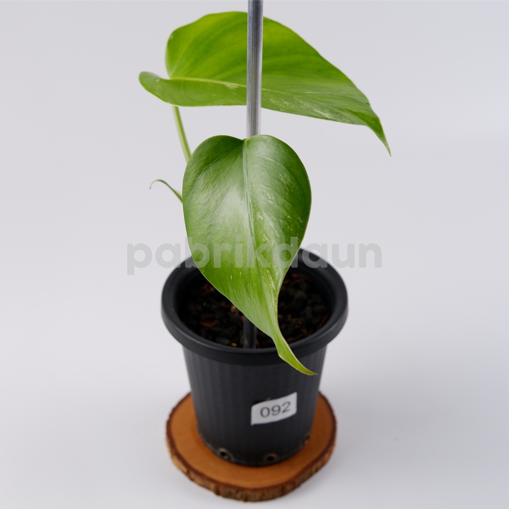 REAL PIC #92 Monstera Variegata Marble | Monvar Albo Varigata EKONOMIS