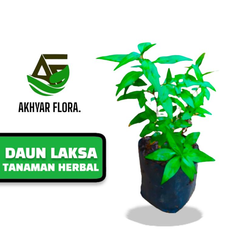 Vietnamese Mint Tanaman Mint Vietnam Tanaman Daun Laksa Tanaman Daun Kesum