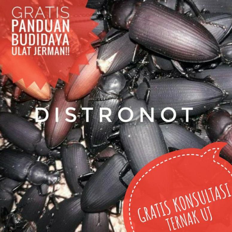 TREND TERKINI Z33 Paket 250 Kepik Kumbang Ulat Jerman ㅳ