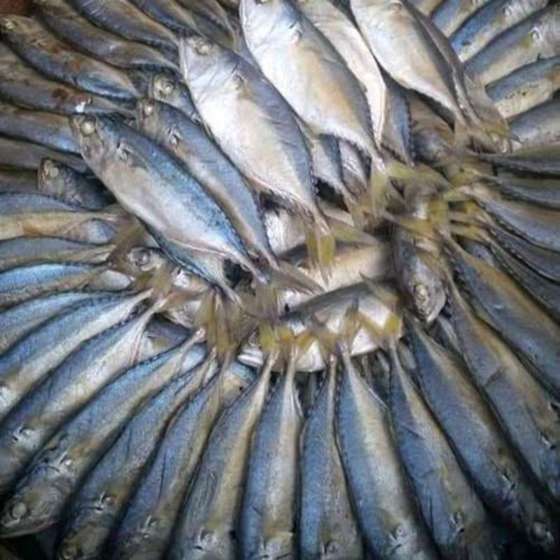 

Ikan Gembung Rebus 2 ekor (seafood kering)