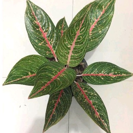 Aglonema Legacy Green