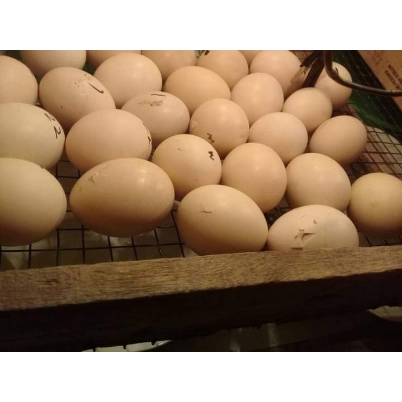 Telur Ayam Pelung Fertil Fresh