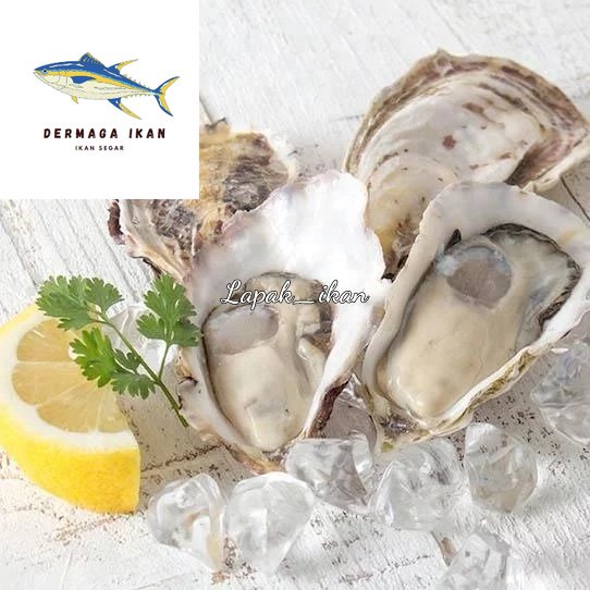 

Kerang Tiram oyster Hidup 1~Kilogram