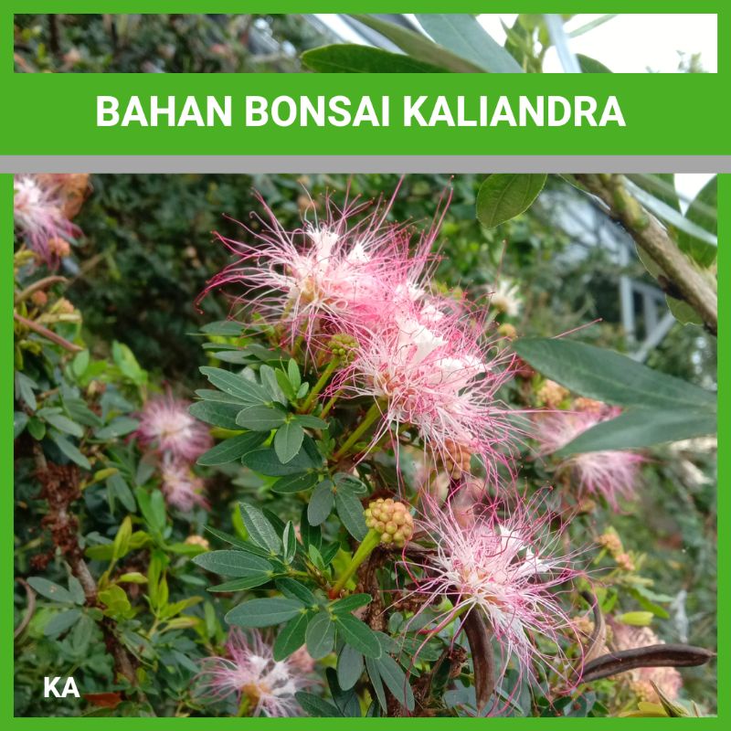 Bonsai Kaliandra, bahan bonsai Kaliandra, tanaman hias berbunga
