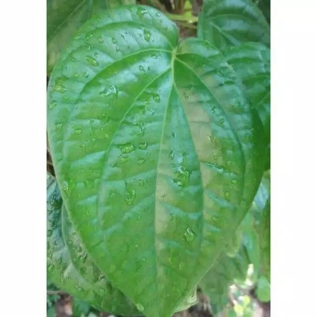 

daun sirih hijau segar herbal organik paket 250 gram