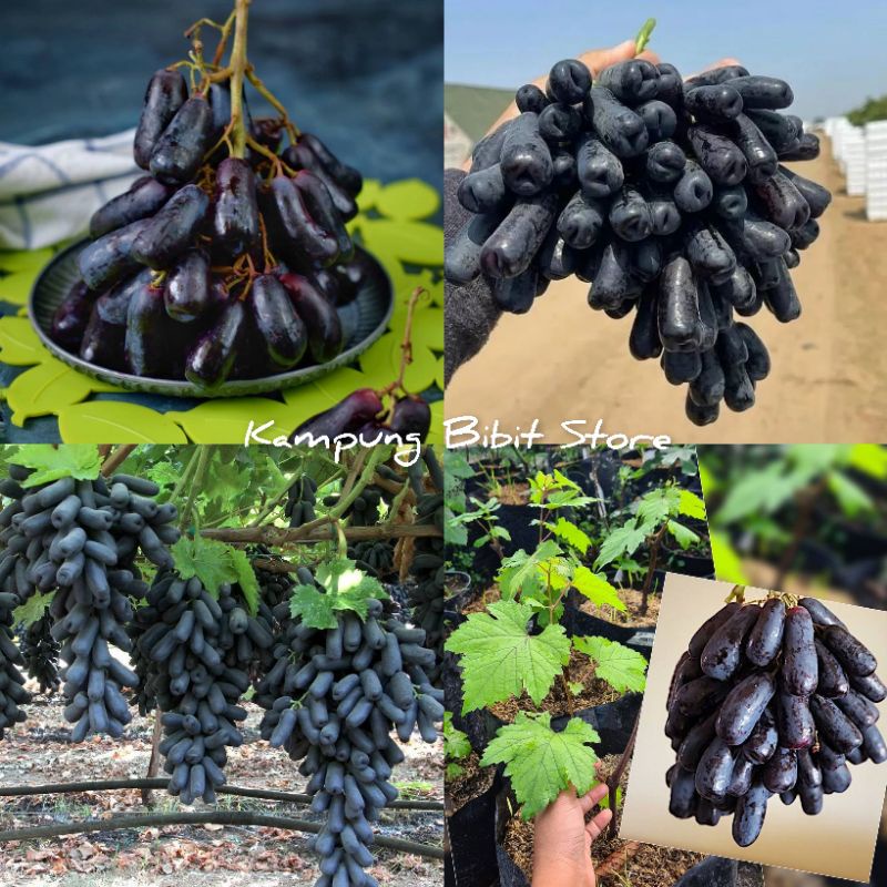Bibit Anggur Import Moondrop Sweet Saphire Grafting - pohon anggur import