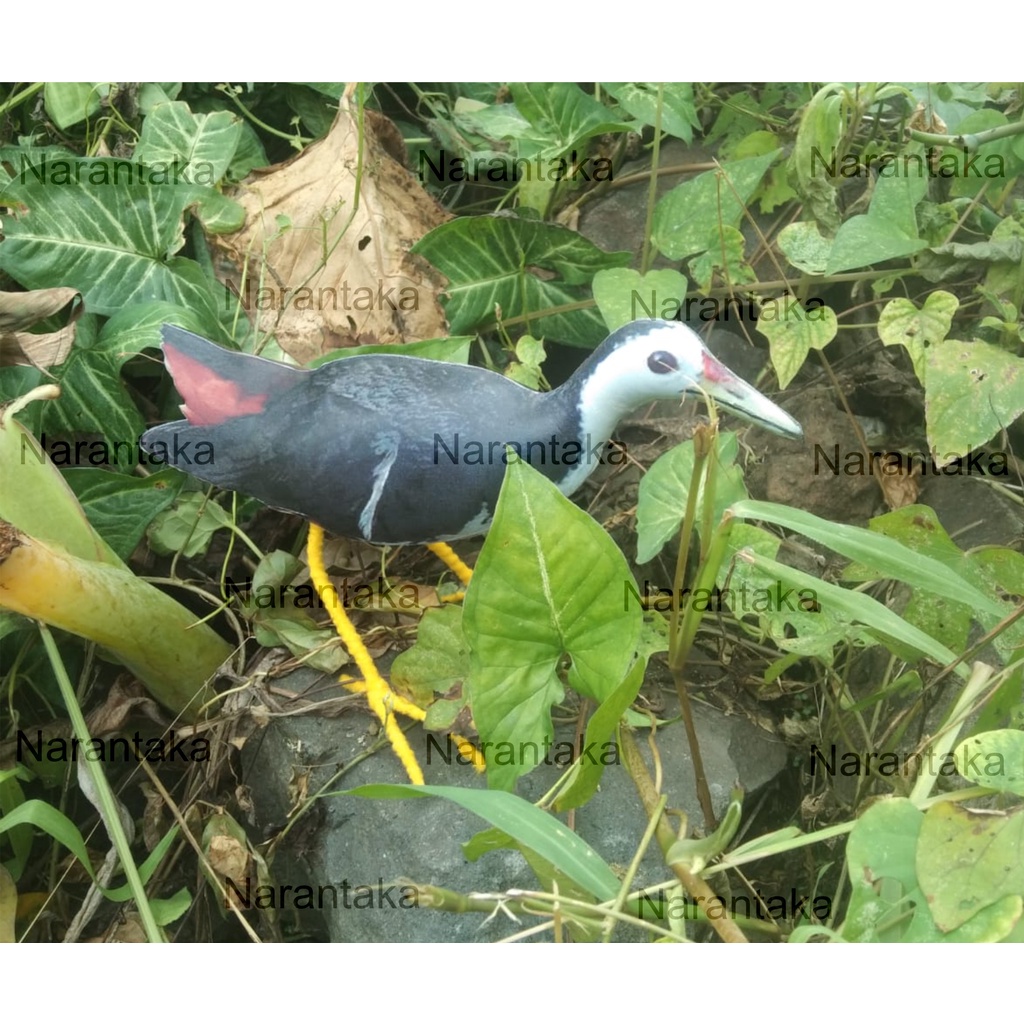 JONTROT PEMIKAT BURUNG RUAK RUAK KAREO PATUNG RUAK RUAK / PEMIKAT BURUNG