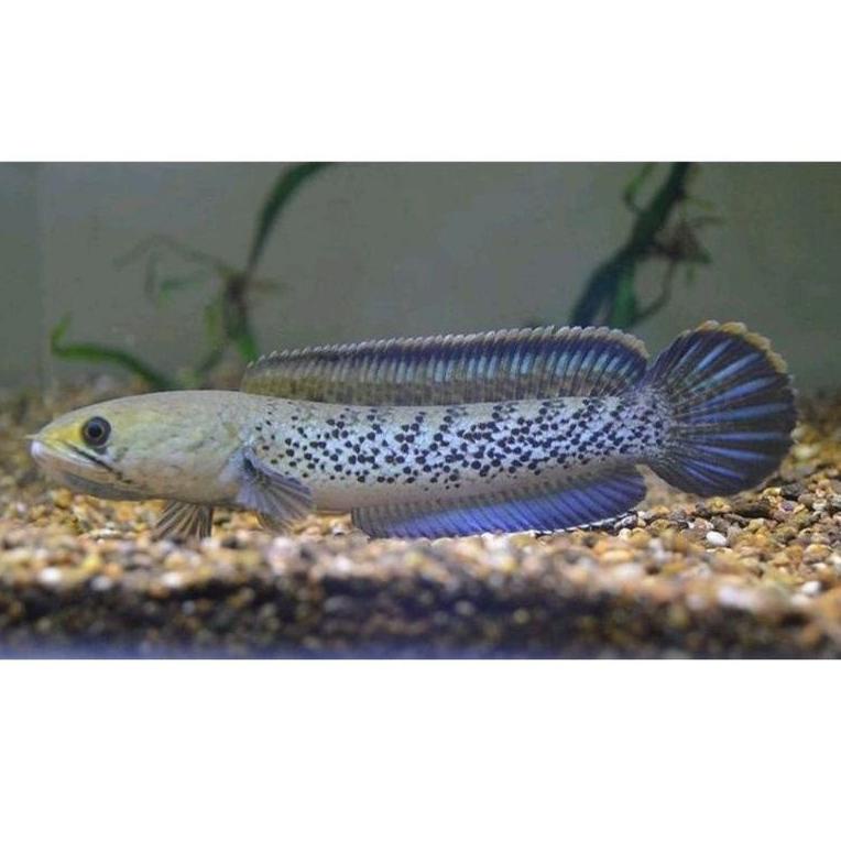 (X4L3).. channa baby stewarti, ukuran mulai 3 cm, full dot //Super@laris