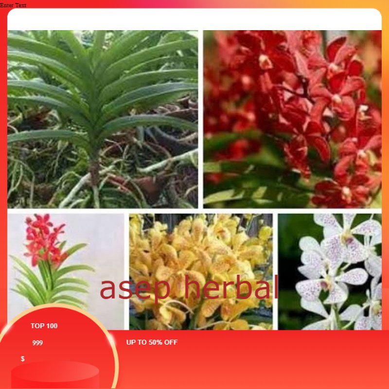 anggrek Vanda mokara jumbo