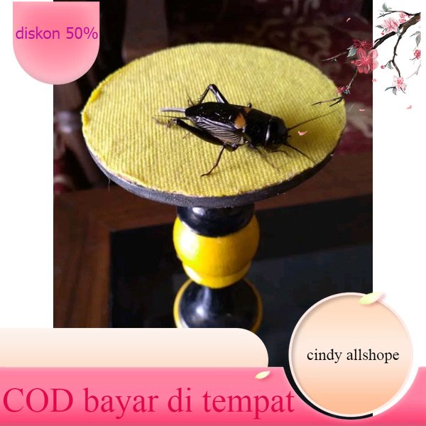 jangkrik aduan / jangkrik kalung / jangkrik masteran/ jangkrik genggong