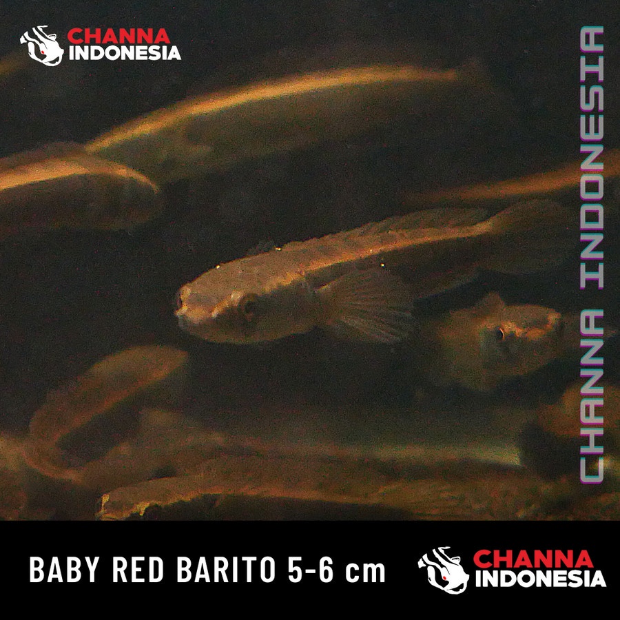 MARU RED BARITO BABY 5-7 CM